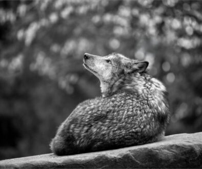 Wonder Wolf