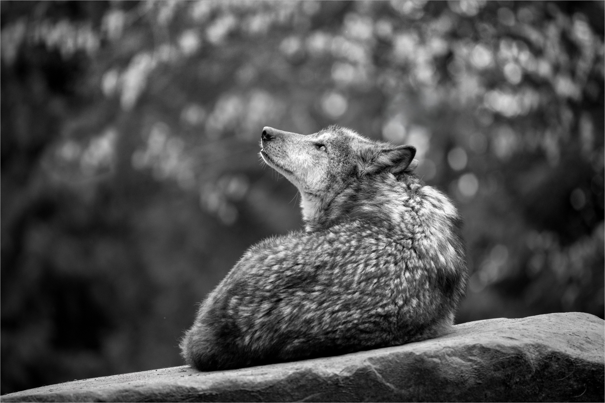 Wonder Wolf