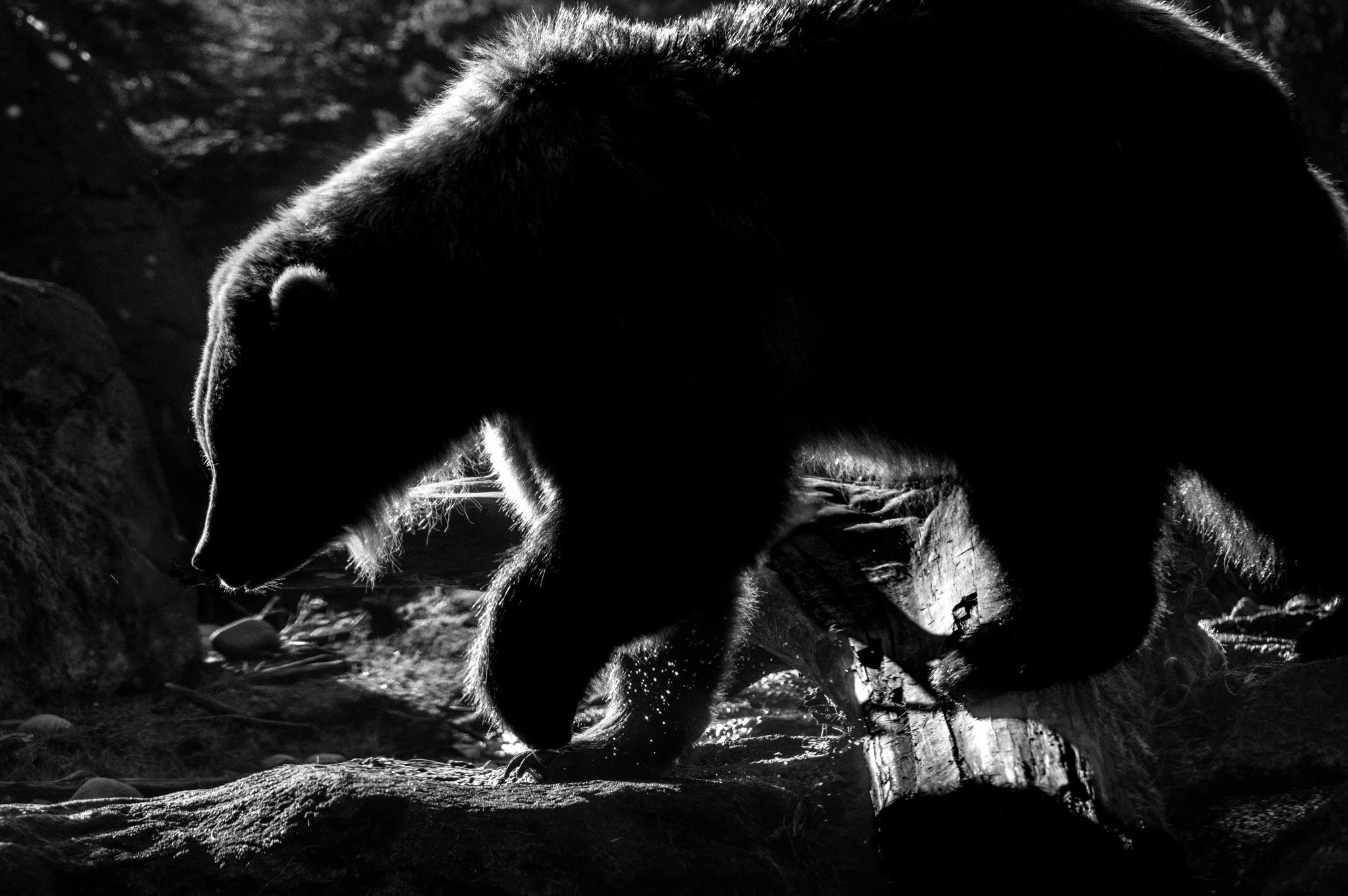 Backlit Brown Bear