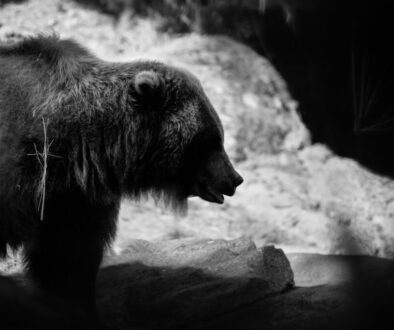 Bear with a cross of straw