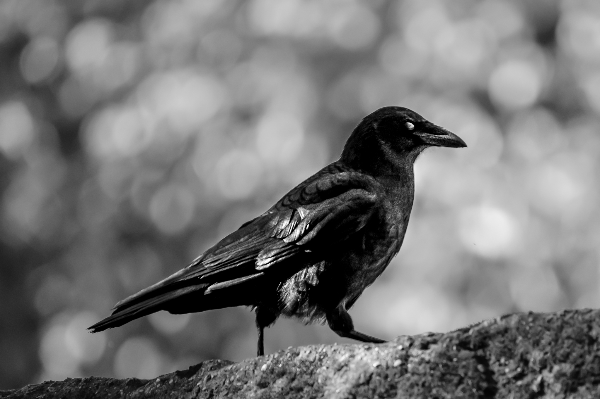 Crow forages for food
